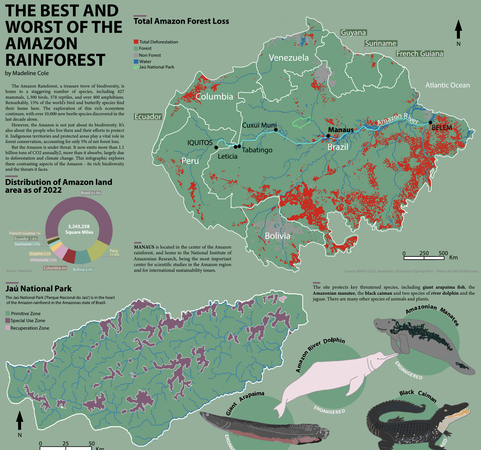 Amazon Rainforest Infographic
